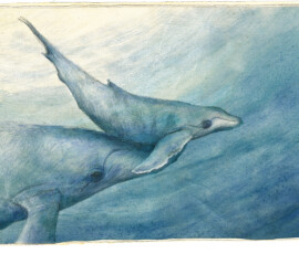 Ben and the Whales - an extraordinary journey, written by Ingrid Mennen, published by NB/Tafelberg, German edition by Kunstanstifter Illustration for Ben and the Whales - an extraordinaty journey