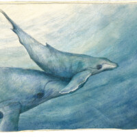 Ben and the Whales - an extraordinary journey, written by Ingrid Mennen, published by NB/Tafelberg, German edition by Kunstanstifter Illustration for Ben and the Whales - an extraordinaty journey